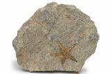 Ordovician Starfish (Petraster?) Fossil - Morocco #217075-1